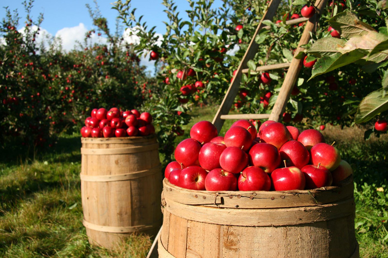 Apple-Orchard-Blog-Spec.jpg